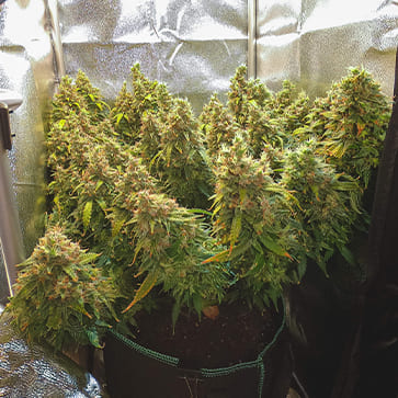 Насіння конопель Auto Amnesia Feminised Silver